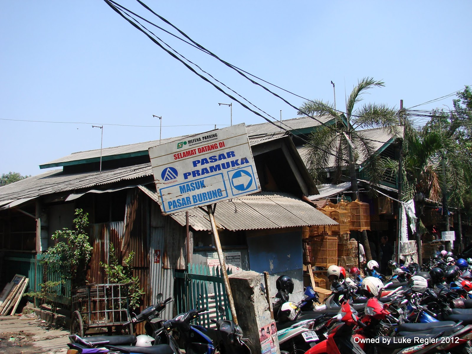 Jakarta News Bird Markets Jakarta