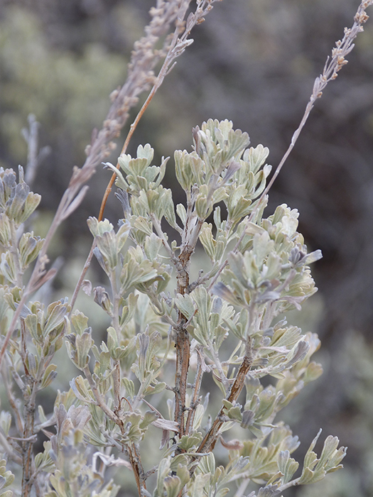 The Berry Prairie Prairie Spotlight Sagebrush
