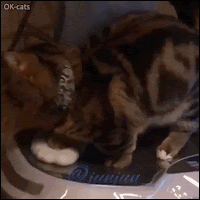 Hilarious Cat GIF • Kitty little berries experiencing a minor shake. Shake it baby!