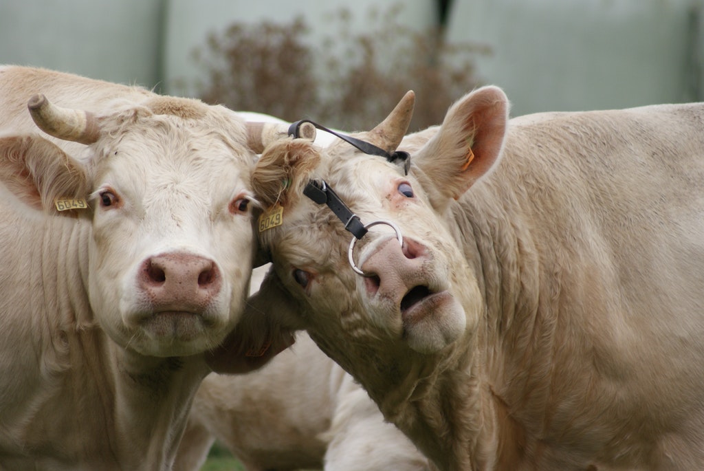 "Lock horns with" nghĩa là gì?