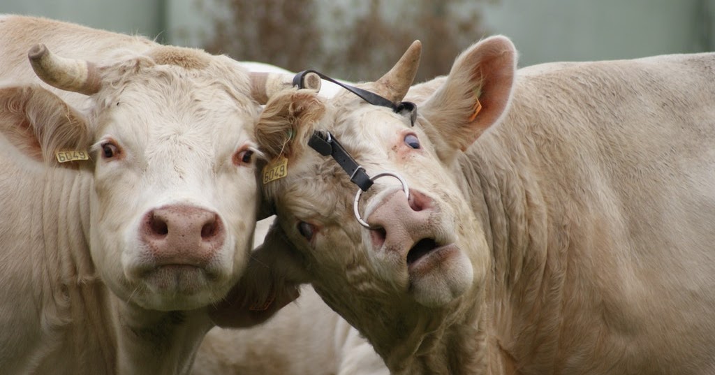 "Lock horns with" nghĩa là gì?