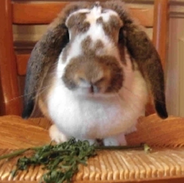 french lop rabbit, french lop rabbits, about french lop rabbit, french lop rabbit breed, french lop rabbit behavior, french lop rabbit care, french lop rabbit color, french lop rabbit characteristics, french lop rabbit facts, french lop rabbit for meat, french lop rabbit history, french lop rabbit info, french lop rabbit information, french lop rabbit lifespan, french lop rabbit meat, french lop rabbit names, french lop rabbit origin, french lop rabbit picture, french lop rabbit personality, french lop rabbit photo, french lop rabbit size, french lop rabbit temperament, french lop rabbit uses, french lop rabbit variety, french lop rabbit breed variety, french lop rabbit color variety, french lop rabbit weight