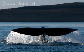 cola de ballena franca en Península Valdés