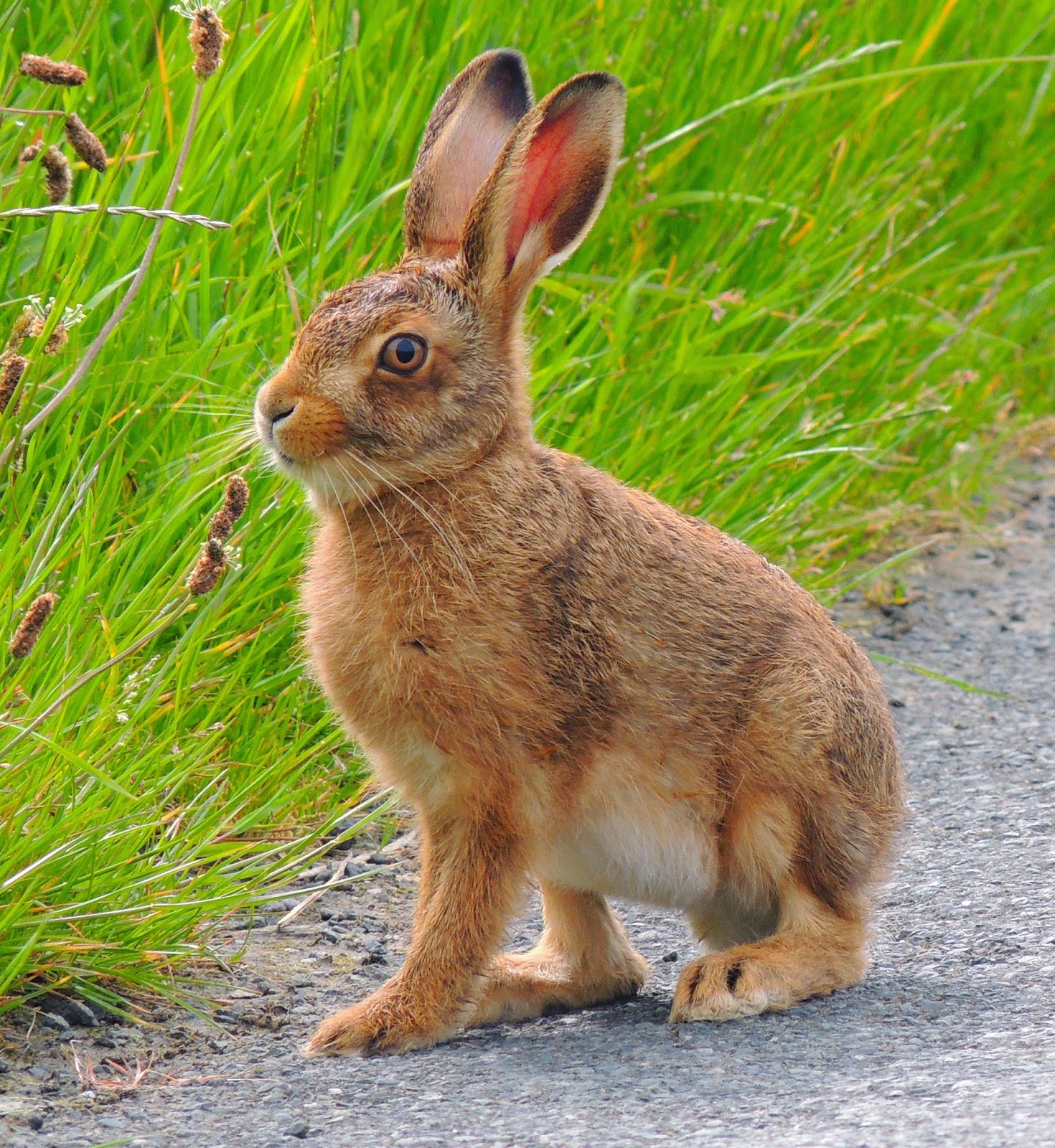 Leveret jpg 1470 1600 cute animals animal planet pet birds