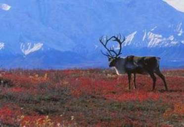 Macam Macam Bioma Lengkap Dengan Ciri Ciri Dan Gambar Pak Diki