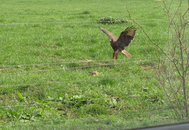 hawk falcon new zealand