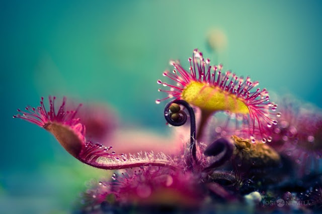 inspirations and challenges: Macro Inspiration