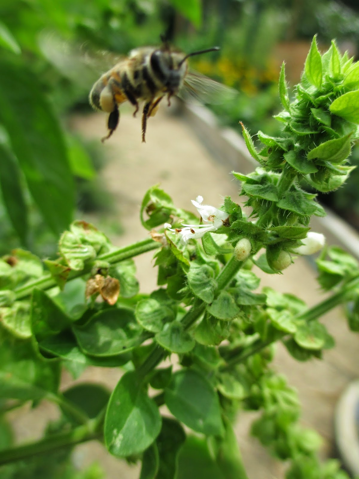 Andie's Way Harvesting Sweet Basil Seeds