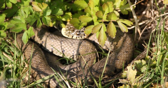 A bad witch's blog: Learning to Tell a Grass Snake from an Adder