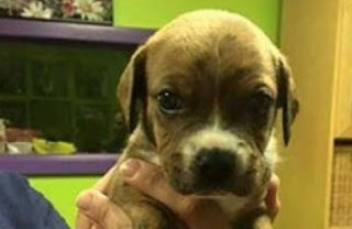 Screen%2BShot%2B2016-04-26%2Bat%2B3.44.2