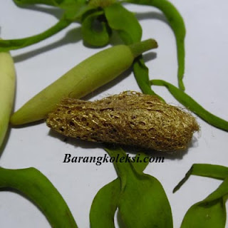 Kepompong emas besi kuning paling ampuh kepompong emas besi kuning paling ampuh, harga kepompong wesi kuning, cara mengetes besi kuning asli, cara menggunakan besi kuning kepompong, kegunaan besi kuning kepompong, kepompong wesi kuning, kepompong besi kuning asli, cara membedakan besi kuning asli dan palsu, harga ask besi kuning asli