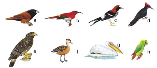 identifikasi jenis burung edukasi