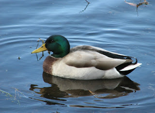 Tarot For Business: Are You An Eagle Or A Duck?