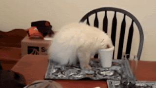 stupid cat head in plastic cup falls off table funny fail