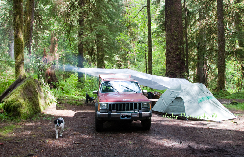 Walks with Moss West Fork Humptulips