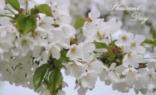 facebook gif cherry blossoms branch animated facebook gif cherry blossoms