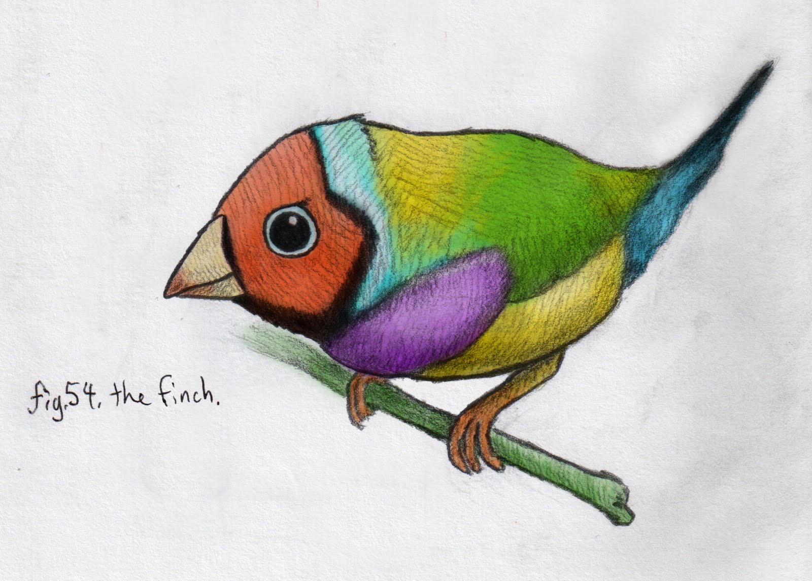 gouldian finch gouldian finch