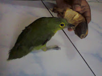Cara Jinakkan Cucak Ijo Bahan Cara Jinakkan Cucak Ijo Bahan