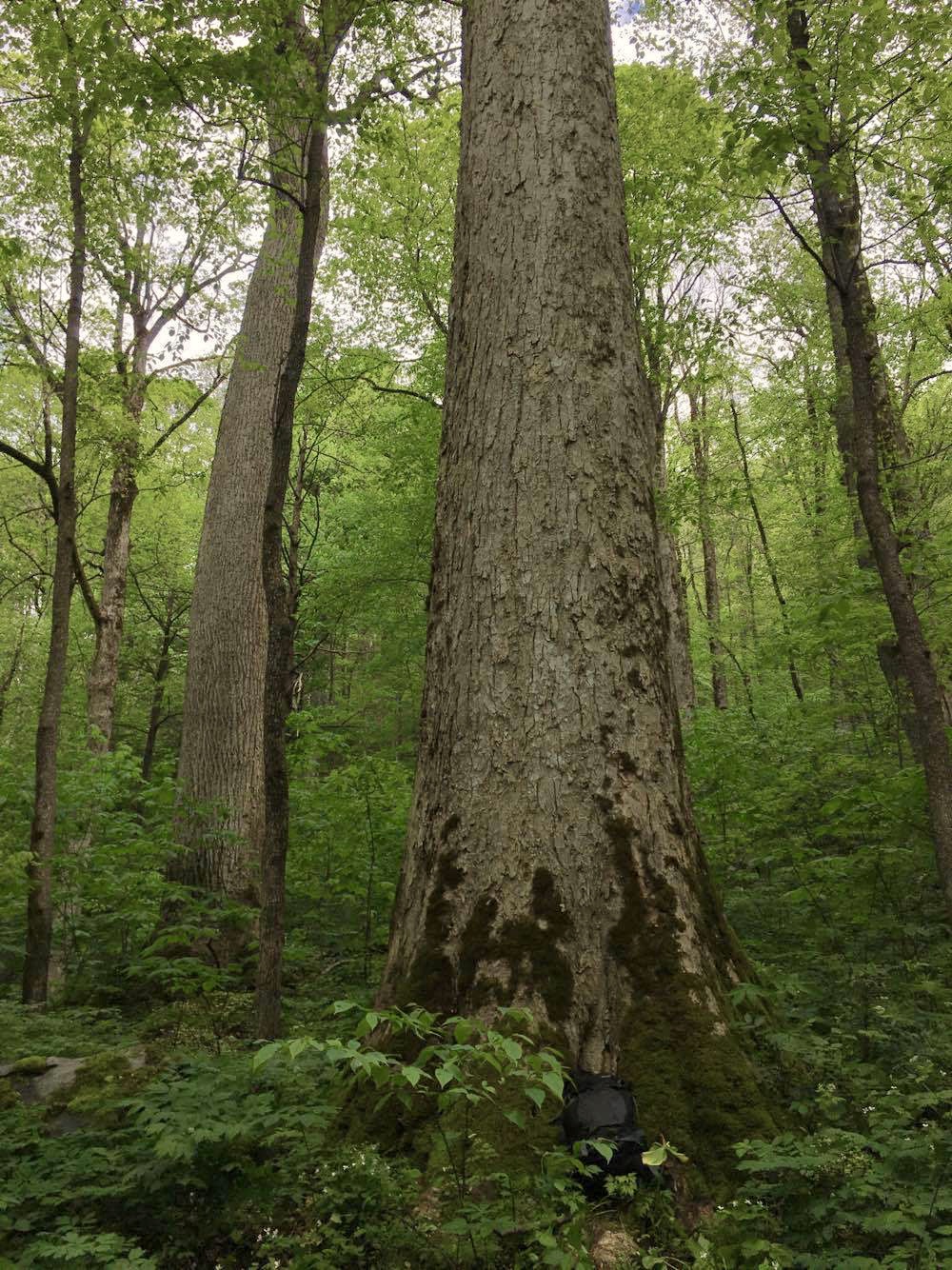 Ecology of Appalachia OldGrowth Forests of the Smokies