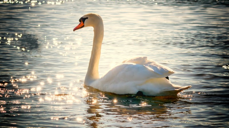 Swan on Lake