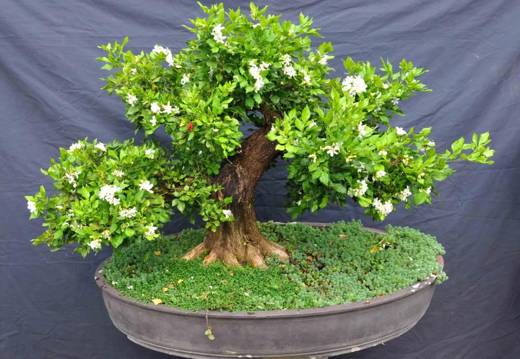 Nguyệt quế bonsai dáng đẹp, độc đáo | Kênh Sinh Viên
