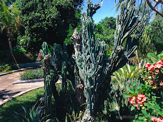 Sweet Garden With Types Of Cactus Plants In The Morning