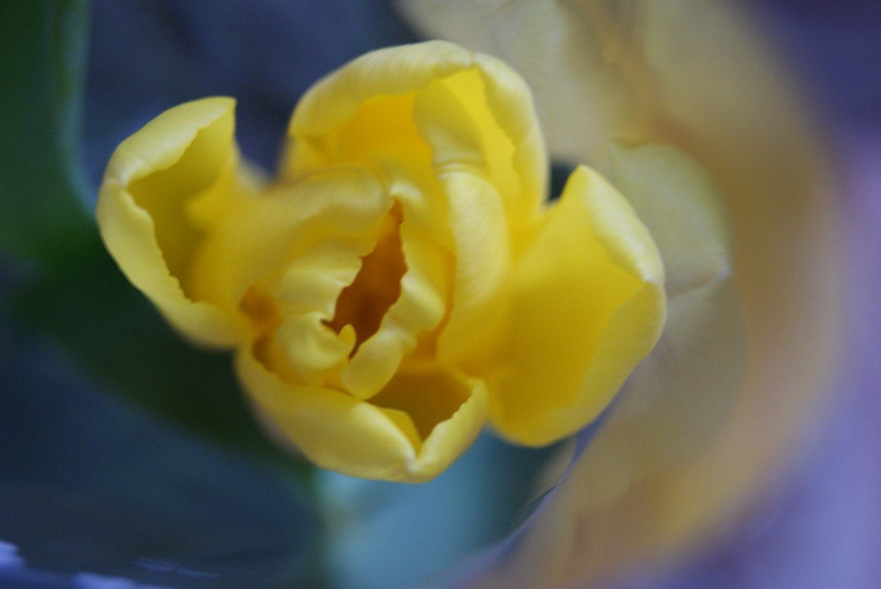 Почему тюльпаны желтеют. Похожий на тюльпан маленький желтый цветок. Желтые тюльпаны. Самарской области. Натяжные потолки желтые тюльпаны. Махровый желтый тюльпан с ароматом лимона.