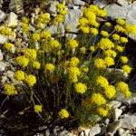 Planta Helichrysum italicum