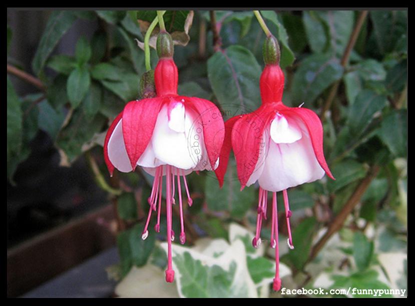 Funny Flowers look like angels - Funny Blog