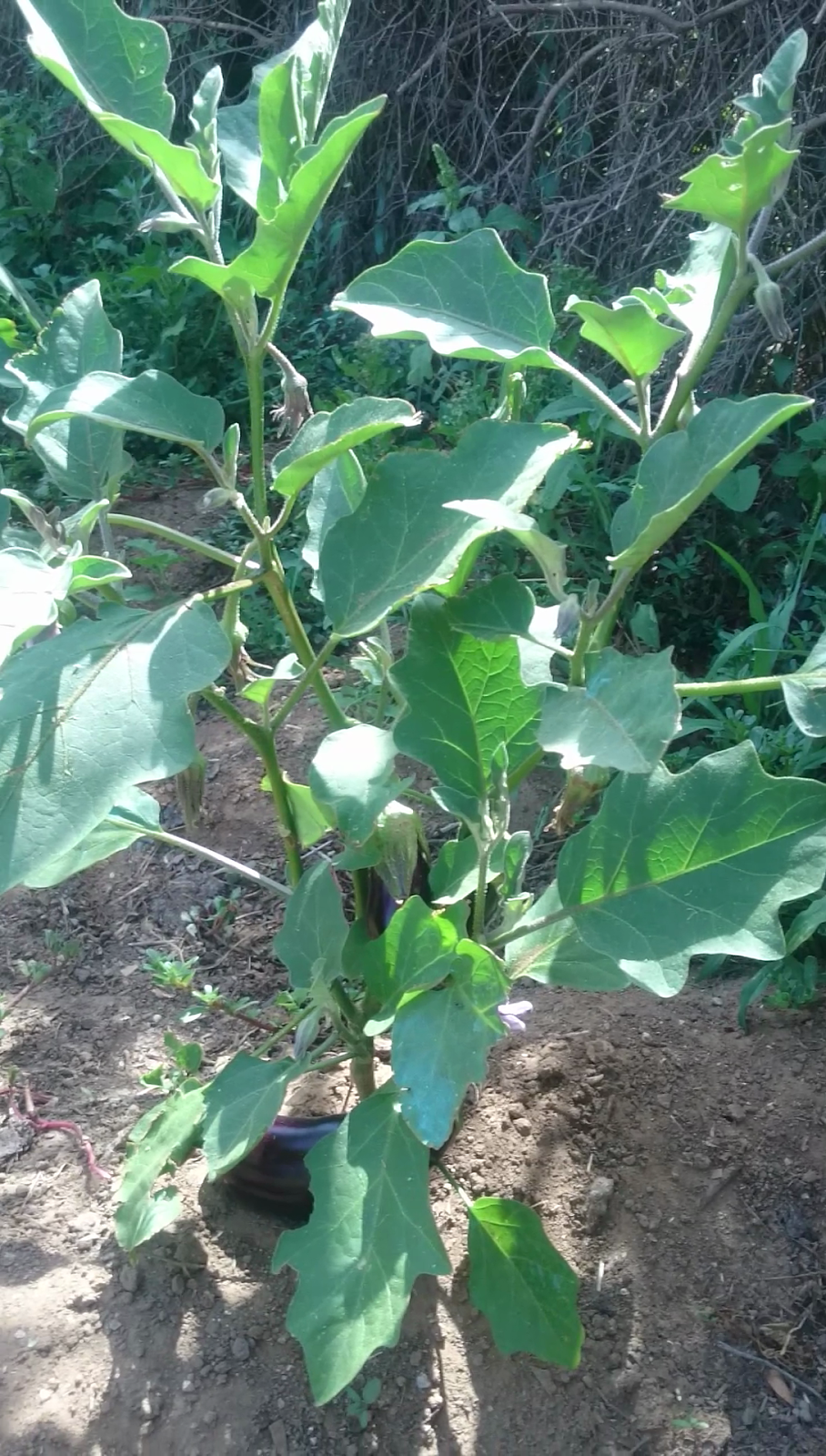 El Huerto de Jose Antonio Cultivo