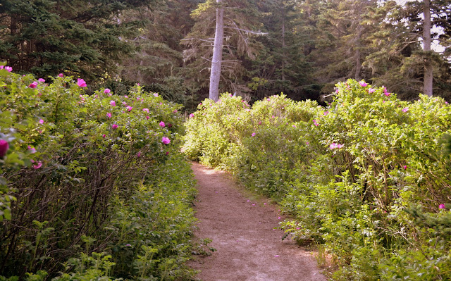 Тропа "Страна Чудес". Национальный парк Акадия, Мэн (Wonderland Trail. Acadia National Park, ME)