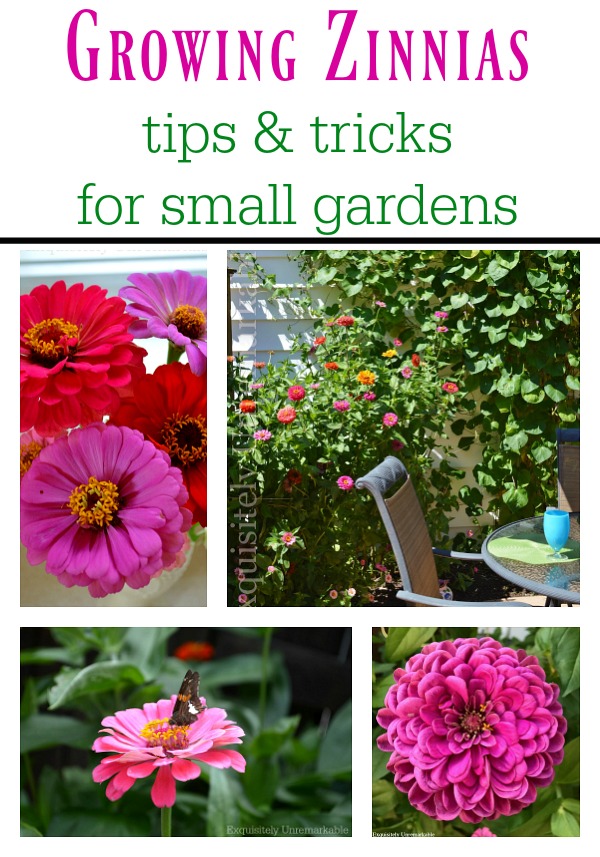 How To Grow Zinnias In Small Spaces
