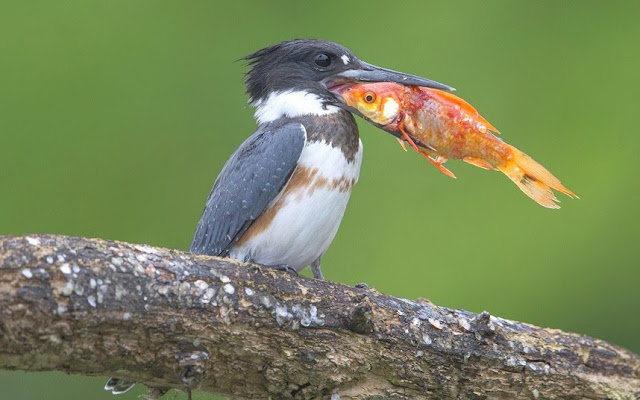 Resultado de imagem para martim-pescador