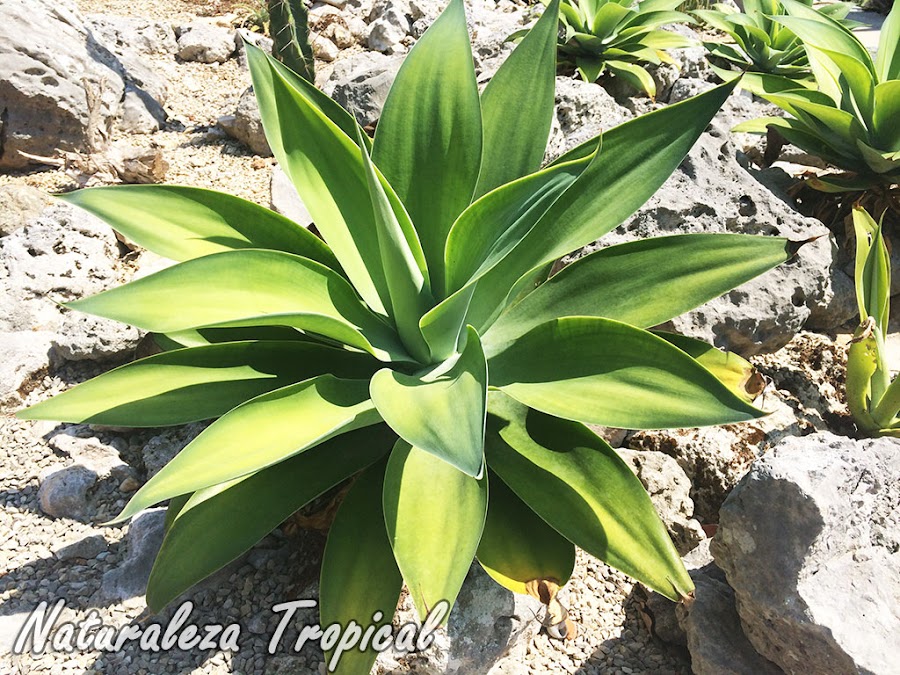 Especie ornamental de Agave, Agave attenuata