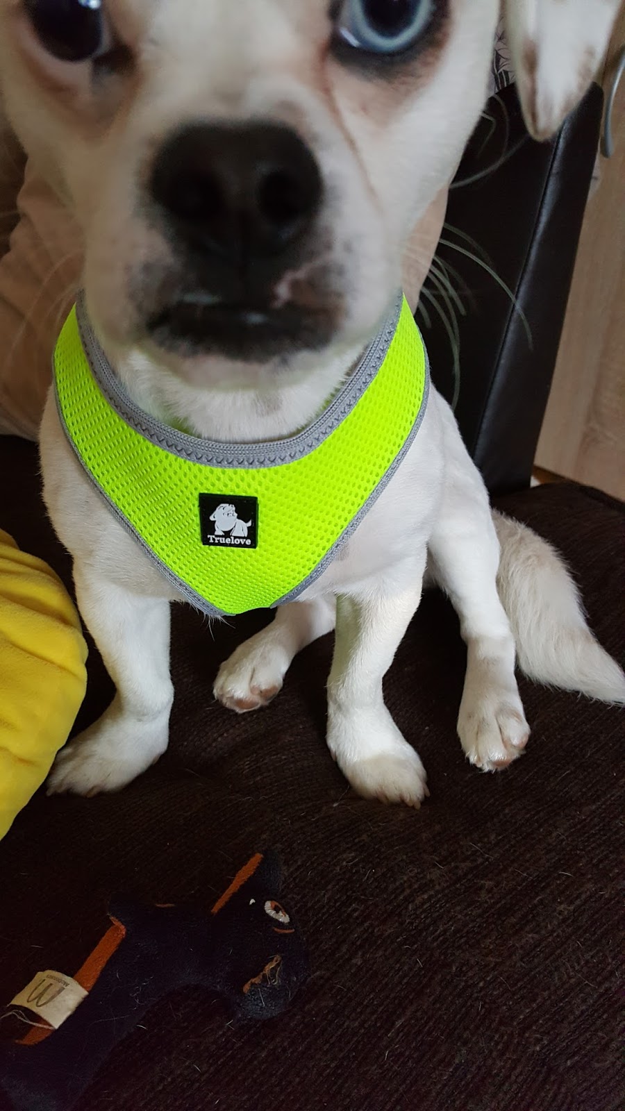 Mona�s Blog Treat Me Hundegeschirr Gepolstert Premium Verstellbar