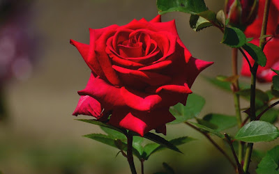 Rose Day Rose Day