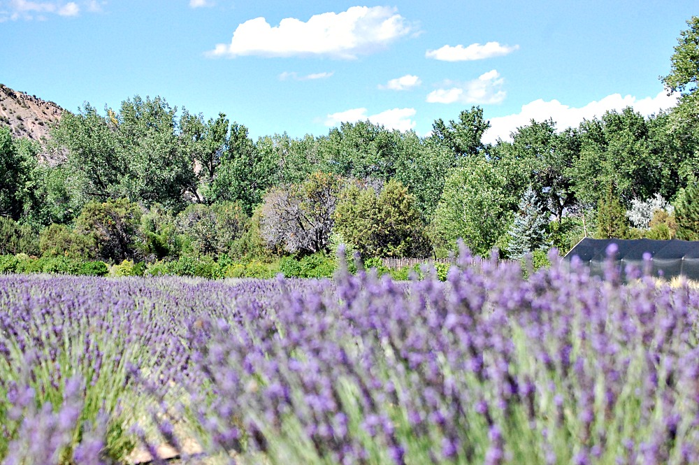 The Lavender FarmMy Life List At Home with Jemma