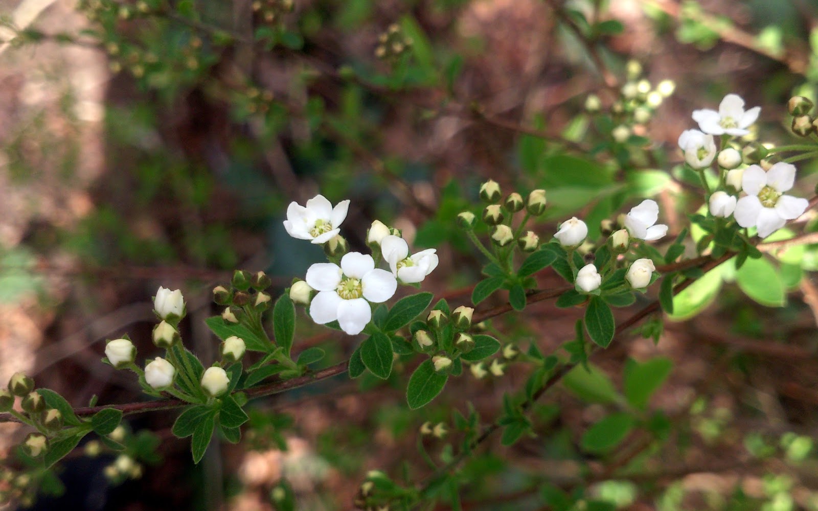 Nadezda S Northern Garden Grefsheim Spirea