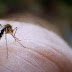 Ηπειρος:Εντατικοποείται η επιτήρηση για τον  ιό Δυτικού Νείλου