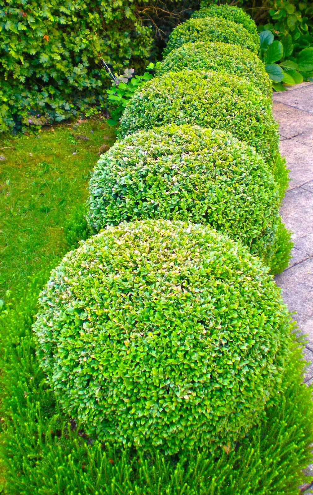 Winter Gem Boxwood Leaves Turning White And Yellow Backyard