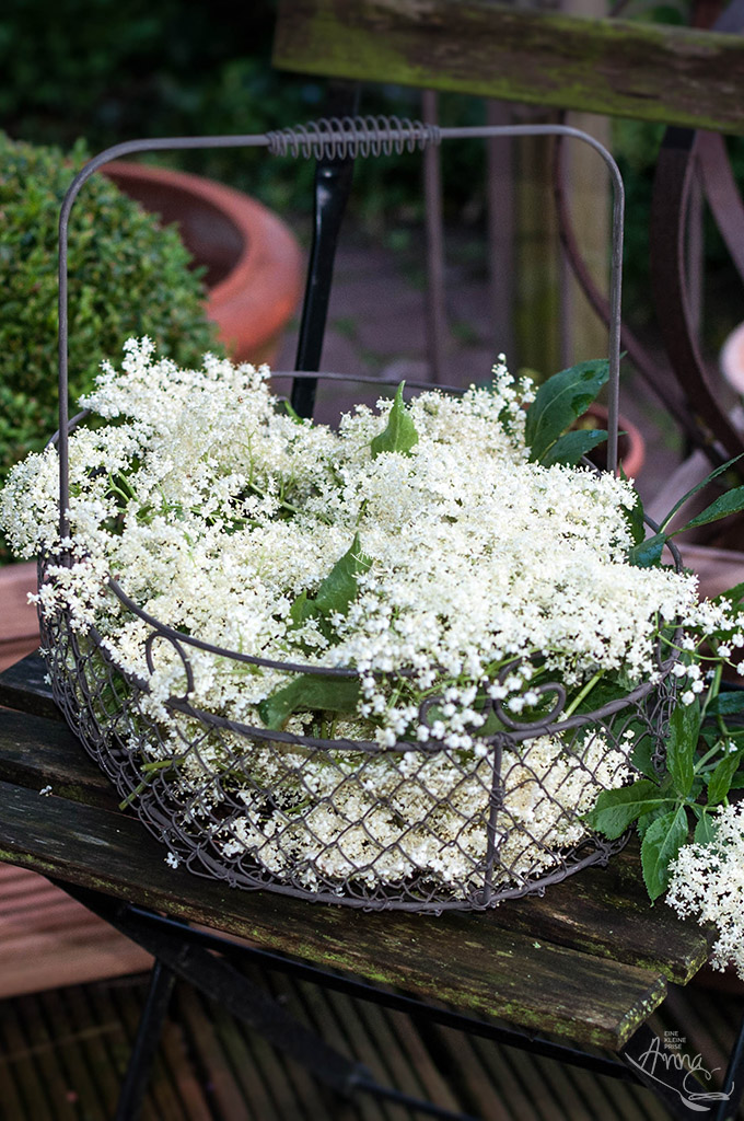 Holunderblüten im Drahtkorb Holunderblüten im Drahtkorb