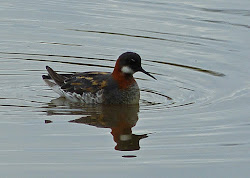 what happened to fly like a bird 37