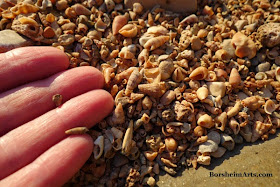 tiny sea shells by the sea shore Adriatic Sea Umag Croatia