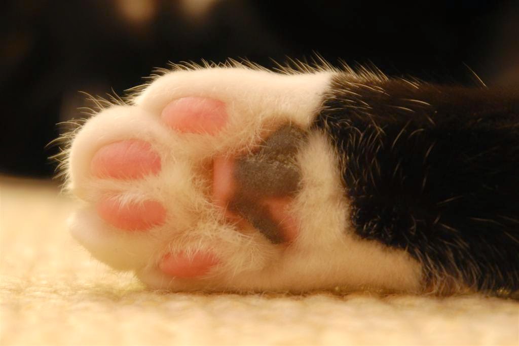 BiologiaVida Para que servem as almofadas nas patas dos gatos? / What