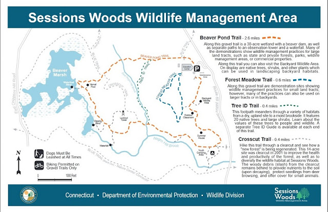 GranWood Explores: Hike #32: Sessions Woods WMA - Burlington, CT