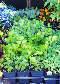 Welcome to The Garden Oracle Seeds, Plants & Bulbs Product Supplier & Deals Page! Here you will find Listings of All Our Garden Merchants who carry Vegetable, Herb, Flower, Fruit and Ornamental Landscape Seeds, Plants, Bulbs, Shrubs, Trees, Vines, Starts, Roots, Tubers and Kits - Along with their Current Specials, Sales, Discounts, Customer Incentives and Promotions. Each Merchant has their own Vignette on this page so you can Find Your Favorite Suppliers of Vegetable, Herb, Flower, Fruit and Ornamental Landscape Seeds, Plants, Bulbs, Shrubs, Trees, Vines, Starts, Roots, Tubers and Kits and Their Specials easily! Whenever you make a purchase through one of these links a portion of your sale goes to support The Garden Oracle. So Shop, Save, Garden and Enjoy while helping us pay the bills! Thankyou for your support! Welcome to The Garden Oracle Seeds, Plants & Bulbs Product Supplier & Deals Page! Here you will find Listings of All Our Garden Merchants who carry Vegetable, Herb, Flower, Fruit and Ornamental Landscape Seeds, Plants, Bulbs, Shrubs, Trees, Vines, Starts, Roots, Tubers and Kits - Along with their Current Specials, Sales, Discounts, Customer Incentives and Promotions. Each Merchant has their own Vignette on this page so you can Find Your Favorite Suppliers of Vegetable, Herb, Flower, Fruit and Ornamental Landscape Seeds, Plants, Bulbs, Shrubs, Trees, Vines, Starts, Roots, Tubers and Kits and Their Specials easily! Whenever you make a purchase through one of these links a portion of your sale goes to support The Garden Oracle. So Shop, Save, Garden and Enjoy while helping us pay the bills! Thankyou for your support!