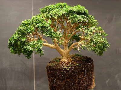 basic point of bonsai care