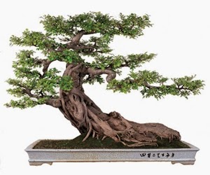 <img src="bonsai14.jpg" alt="foto bonsai">