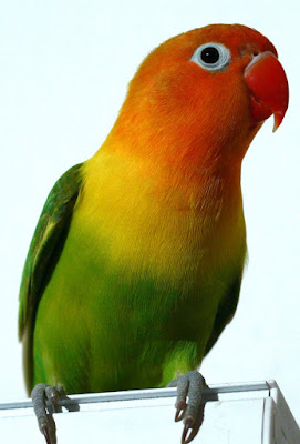 Rahasia Perawatan Lovebird Juara lovebird rasanya menyerupai tak ada habisnya Rahasia Perawatan Lovebird Juara