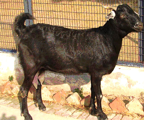 goat breeds, meat goat breeds, dairy goat breeds, indian goat breeds, list of indian goat breeds